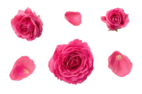 Studio flat-lay rose bouquet set, no background