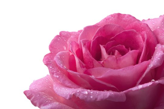 Studio macro deep red rose head isolated, no background