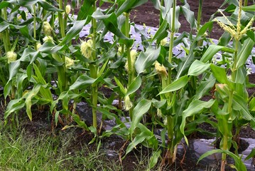 Growing corn in a kitchen garden. Corn is sown in April or May and can be harvested in about 90 days.