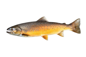 Perfectly lit lateral studio photo of whole salmon, no background