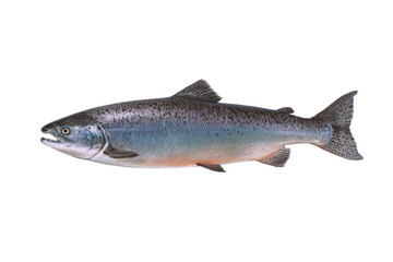 Obraz premium Close-up whole salmon studio photo, isolated, no background