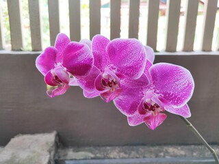 Anggrek Bulan or Phalaenopsis aphrodite is a species of orchid found from southeastern Taiwan to the Philippines. Blurry Background