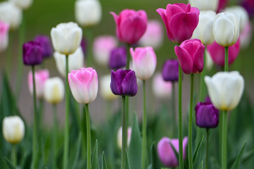 Fototapeta premium pink tulips in the garden
