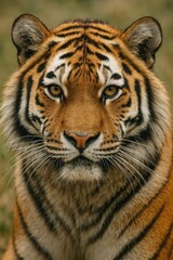 Obraz premium AI-generated realistic close-up portrait of an Amur tiger, sharp details of orange fur and black stripes, intense amber eyes, professional wildlife photography style
