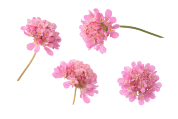 Close-up petals of sea thrift flat-lay, no background