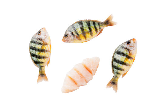Flat-lay whole sheepshead fish isolated, no background