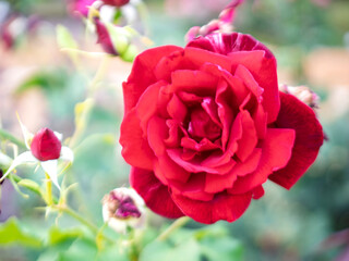 美しい赤い薔薇