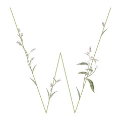 Capital letter W with floral motifs. Botanical alphabet with herbs and wildflowers. Blooming green branches of Polygonum plant. Knotweed or Smartweed flower. Isolated on white background.