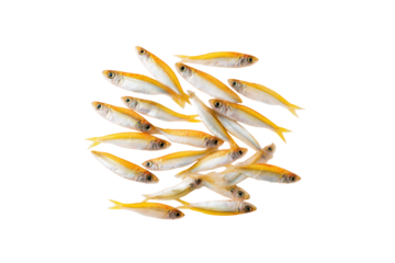 Close-up smelt fish texture flat lay, no background