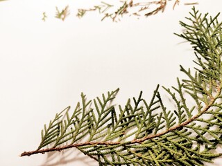 Thuja occidentalis, also known as northern white-cedar or eastern arborvitae, is an evergreen coniferous tree, in the cypress family Cupressaceae, Green Leaf on White Background.
