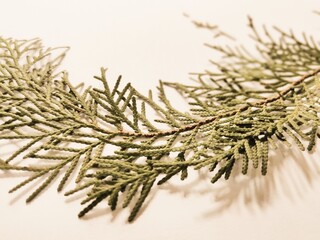 Thuja occidentalis, also known as northern white-cedar or eastern arborvitae, is an evergreen coniferous tree, in the cypress family Cupressaceae, Green Leaf on White Background.