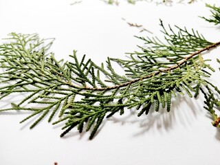Thuja occidentalis, also known as northern white-cedar or eastern arborvitae, is an evergreen coniferous tree, in the cypress family Cupressaceae, Green Leaf on White Background.