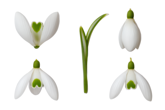 Studio flat-lay snowdrop flower set, no background