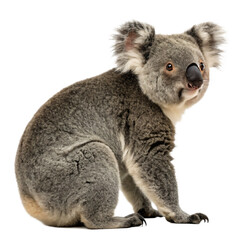 koala on a branch isolated on transparent background png 
