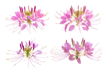 Obraz premium Top-view Cleome blossom macro isolated, no background