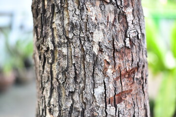 tree bark texture