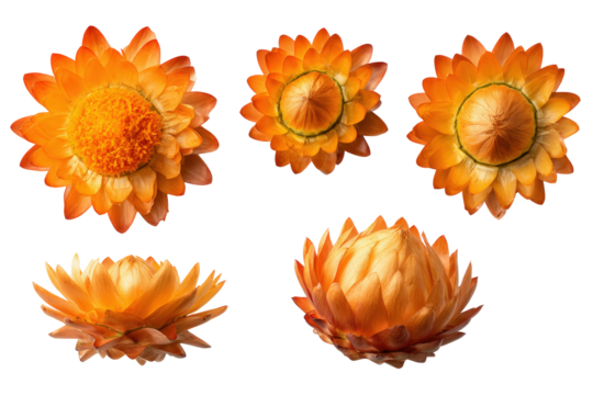 Top view everlasting flower isolated on clear cut-out