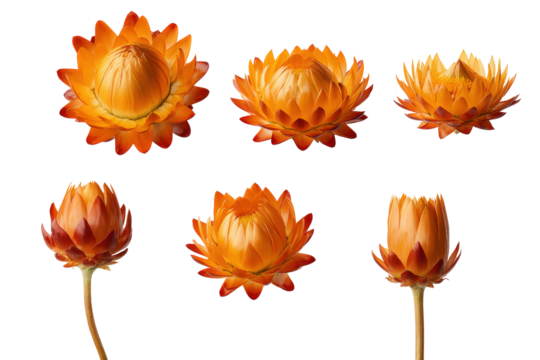 Macro detail of strawflower petals on no-background