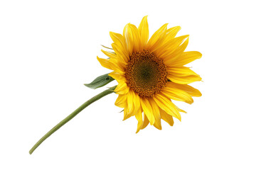 Fototapeta premium Sunflower collection pack arranged flat-lay on transparent background