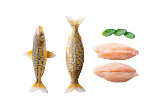 Top-view surubim fillet set isolated on clear cut-out