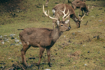 Forest. Deer in the reserve. 
