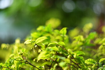 green leaves background