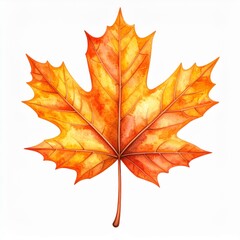 Obraz premium Watercolor Orange and Yellow Maple Leaf on White