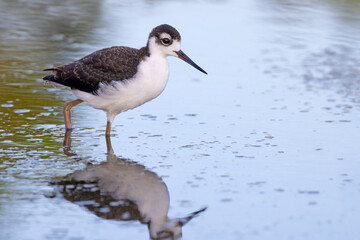 Black-necked stilt (Himantopus mexicanus) that looks young in southwest Florida