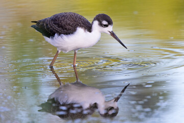 Black-necked stilt (Himantopus mexicanus) that looks young in southwest Florida