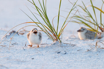 Babies / chicks of black skimmers (Rynchops niger) on Lido Beach, Florida