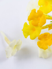 Blurry Soft Pictures of Lantana Urticoides Leaves. Also Known as West Indian Shrubverbena. Beautiful White, Yellow and Pink Flowers Colors On White Background