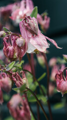 Close-up of pink bell-shaped flower with raindrops on petals. Soft focus floral image with dark natural background