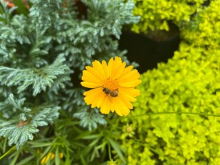yellow cosmos with pollinator bee