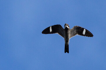Common nighthawk (Chordeiles minor) in Duette Preserve, Florida, in flight