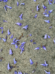 Jacaranda tree blossoms on concrete ground
