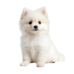 Obraz premium Pomeranian Puppy's Portrait: A charming Pomeranian puppy with fluffy white fur, captured in a studio shot, sits attentively, radiating innocence and cuteness.