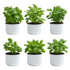 Fototapeta premium Herb Garden Array: A collection of vibrant, fresh basil plants thriving in pristine white pots, arranged to highlight their varied forms and the freshness of a natural herb garden.