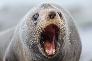 Close-up of a fur seal roaring, showing its teeth and whiskers. The seal is communicating with...