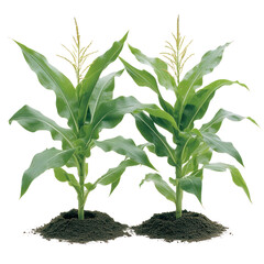 Corn Plant in Garden: Two vibrant green corn plants flourish in a small garden, showcasing healthy growth and the promise of a bountiful harvest.