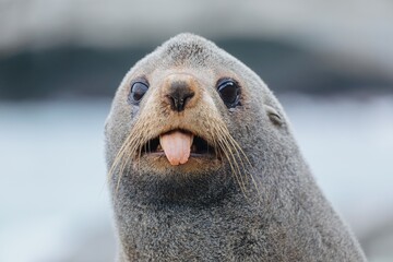 Close-up of an fur seal sticking its tongue out. Cape Palliser, Wellington, New Zealand