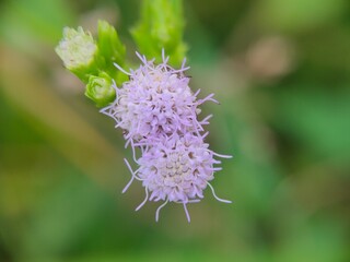 Mistflower is beautiful flowers from grass growing on the lawn