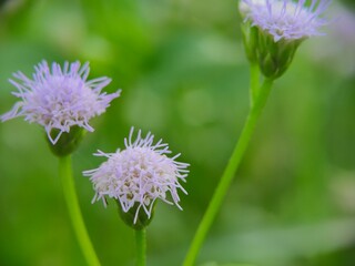 Mistflower is beautiful flowers from grass growing on the lawn