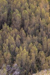 A dense forest of trees with light brown leaves in autumn, creating a textured pattern. The trees are preparing for winter in Herbertville, Manawatu-Wanganui, New Zealand