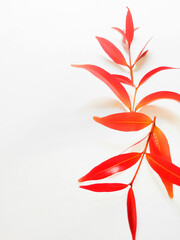 Syzygium Oleana or Red Shoots Leaves on White Background. Perfect For Wallpaper or Background. Selective Focus