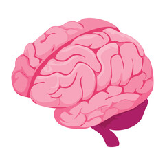 Pink Human Brain Anatomy Illustration