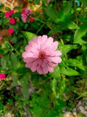 Zinnia elegans, known as youth-and-age, common zinnia or elegant zinnia, an annual flowering plant of the genus Zinnia, is one of the best known zinnias.