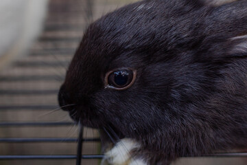 Mysterious Gaze of a Dark Furred Bunny