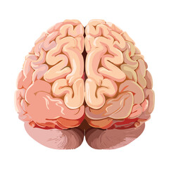 Human Brain Back View Medical