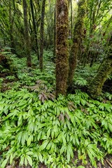 Fototapeta premium Lush green foliage and moss-covered trees create a dense, vibrant scene in a tropical rainforest. Marokopa Falls, Te Kuiti, Waikato, New Zealand