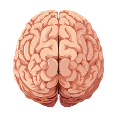 Human Brain Top View Medical